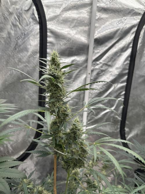 Apple Strudel. Week 8