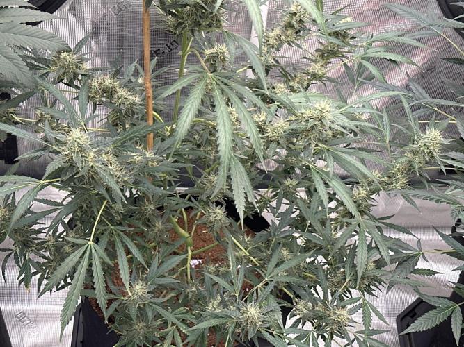 Apple Strudel. Week 8