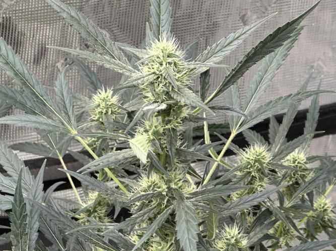 Apple Strudel. Week 8