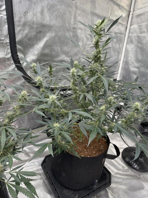 Apple Strudel. Week 8