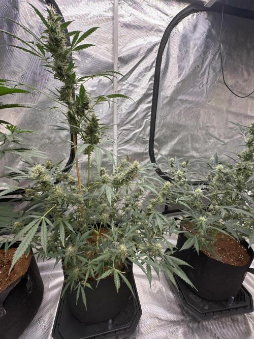 Apple Strudel Auto. Week 8
