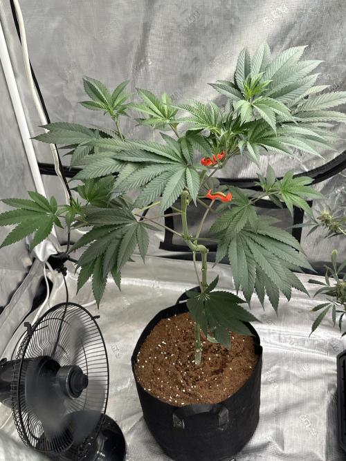 Double Dunked. Week 8