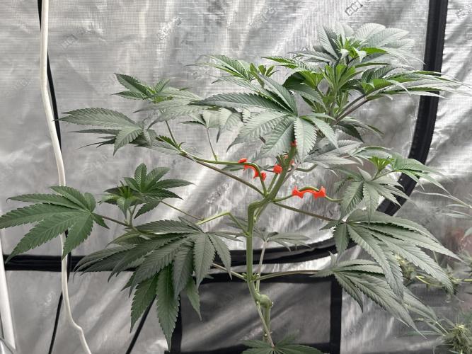 Double Dunked. Week 8