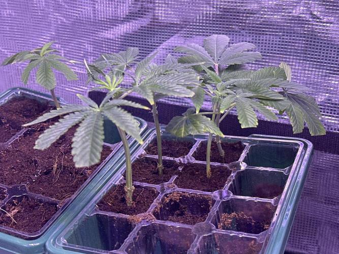 Double Dunked. Week 8