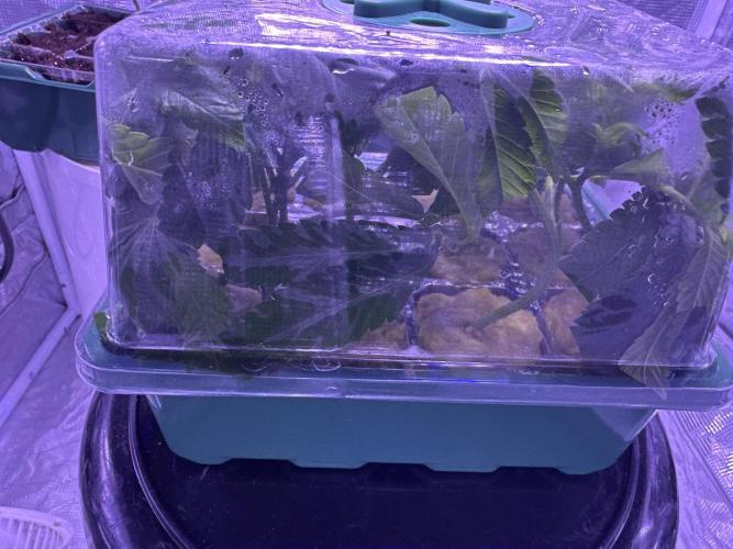 Double Dunked. Week 8