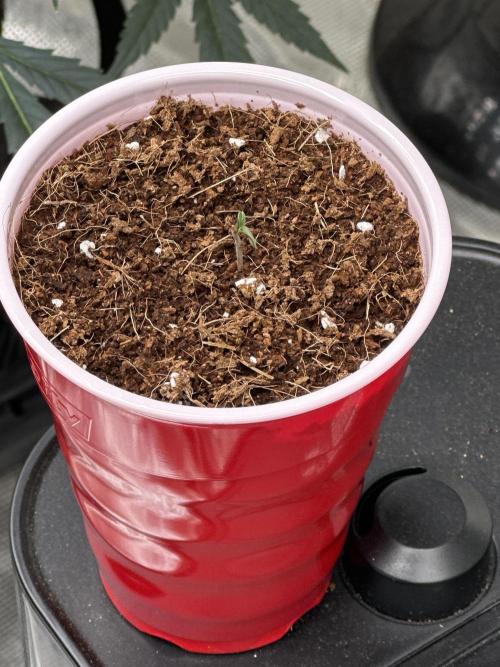 Blueberry Bubble Gum Round 2. Week 0