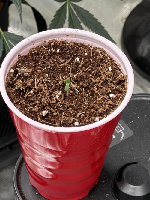 Blueberry Bubble Gum Round 2. Week 0