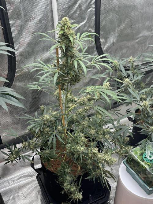 Apple Strudel. Week 9