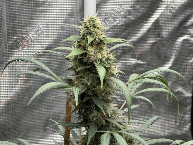 Apple Strudel. Week 9