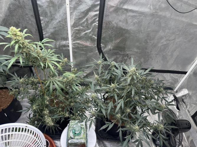 Apple Strudel. Week 9
