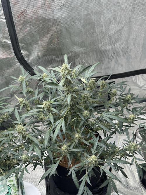 Apple Strudel. Week 9