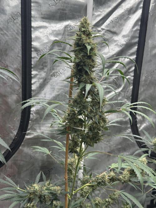 Apple Strudel. Week 9