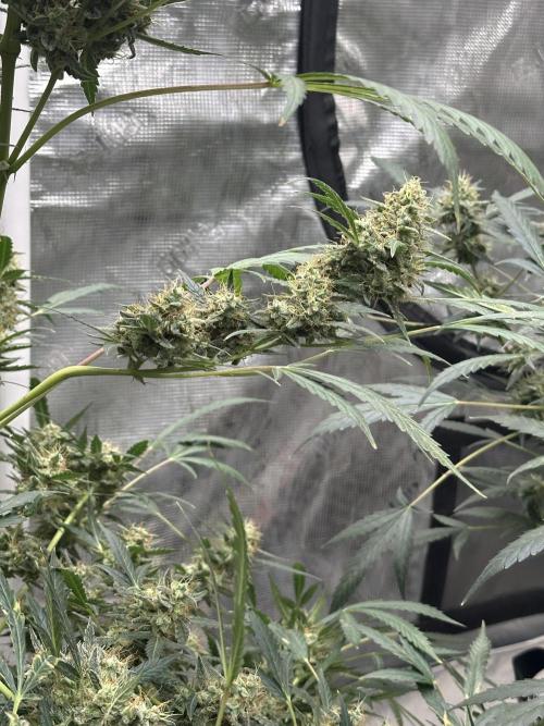 Apple Strudel. Week 9