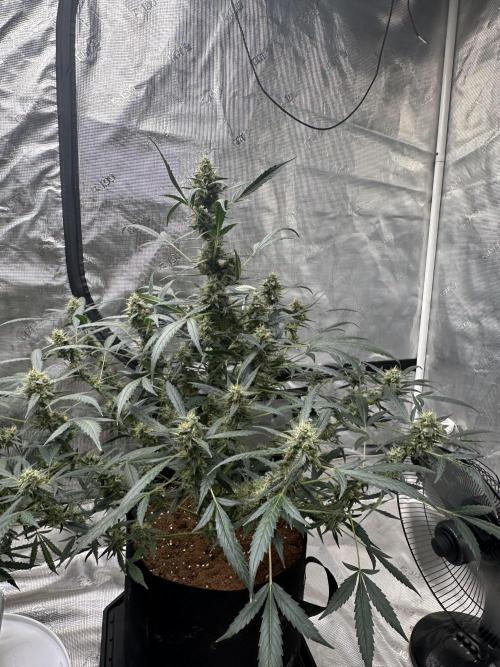 Apple Strudel. Week 9