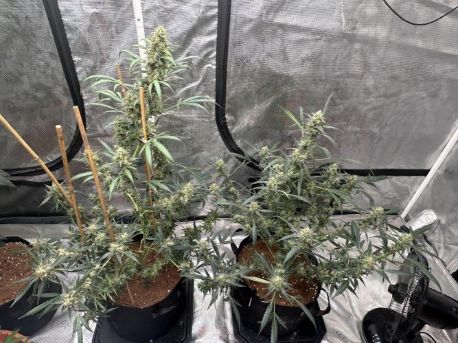Apple Strudel. Week 9