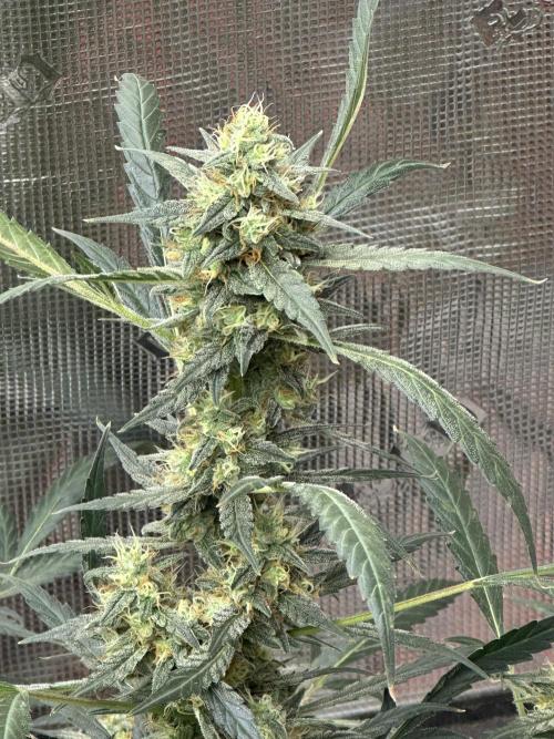 Apple Strudel. Week 9