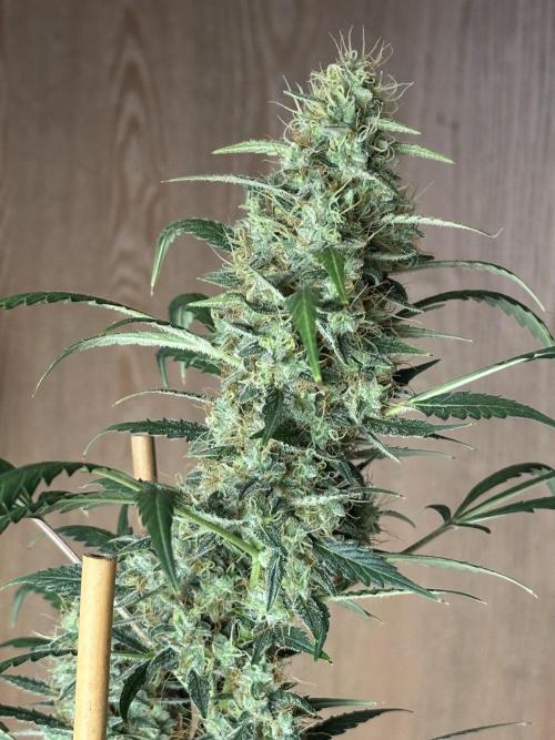 Apple Strudel. Week 9