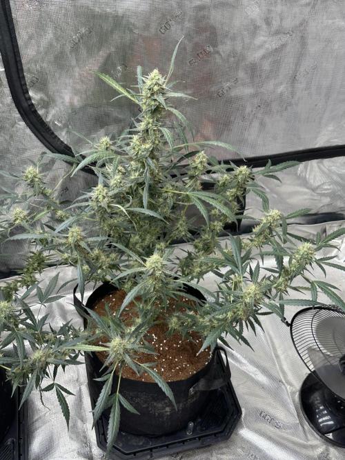 Apple Strudel. Week 9