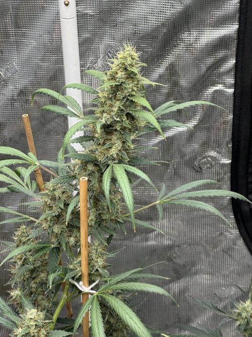 Apple Strudel. Week 9