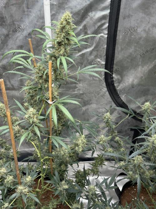 Apple Strudel. Week 9