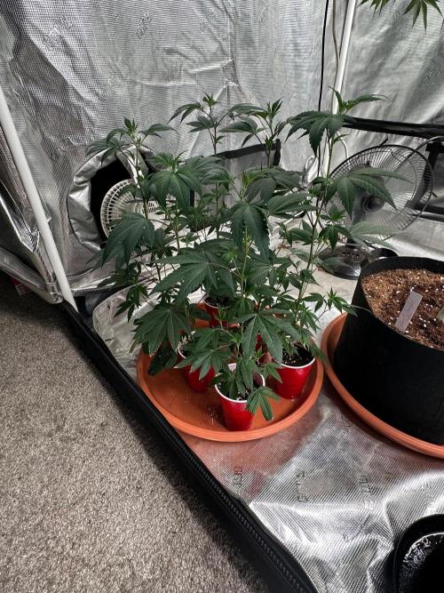 Double Dunked. Week 9