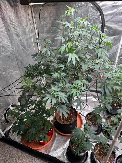 Double Dunked. Week 9