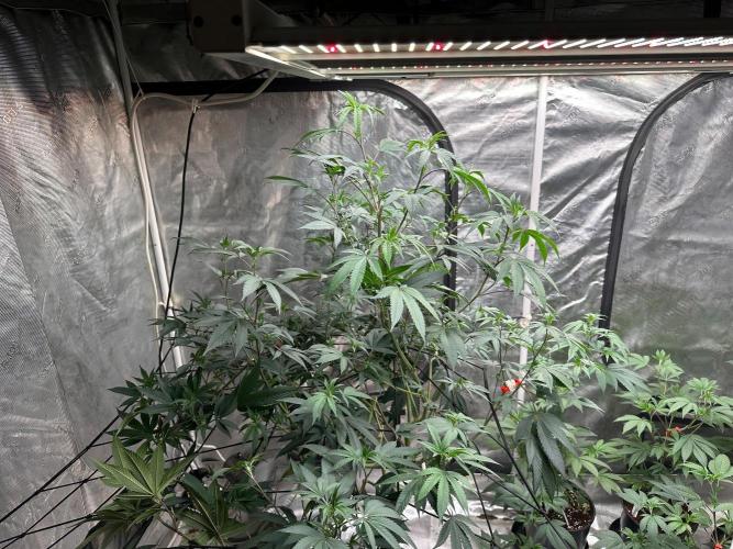 Double Dunked. Week 9