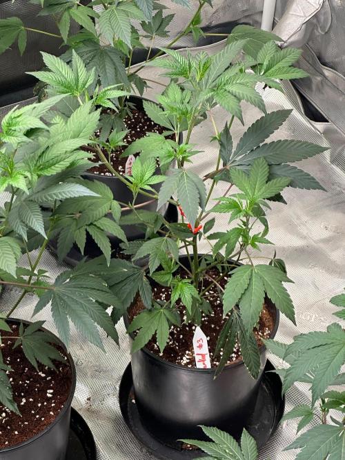 Double Dunked. Week 9