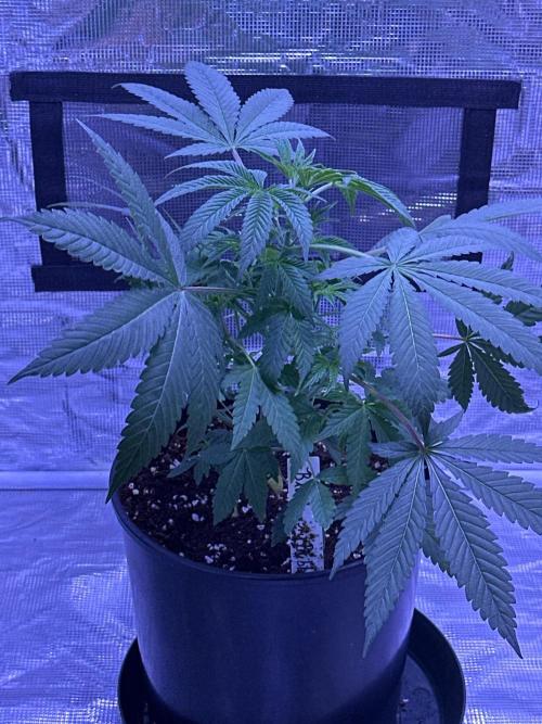 Blueberry Bubble Gum Round 2. Week 1