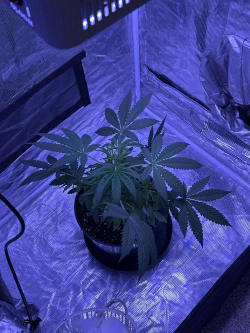 Blueberry Bubble Gum Round 2. Week 1