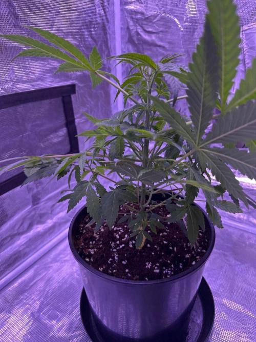 Blueberry Bubble Gum. Week 1