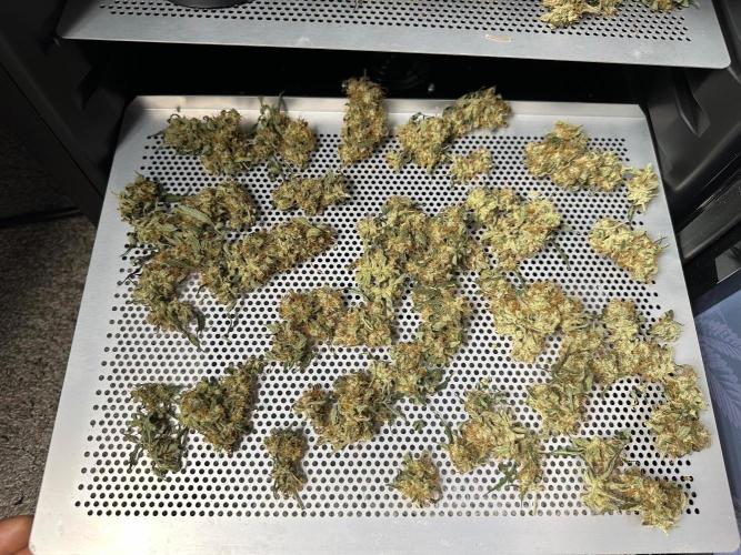 Apple Strudel Auto. Week 10