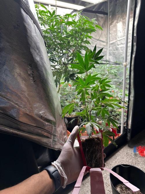 Double Dunked. Week 10