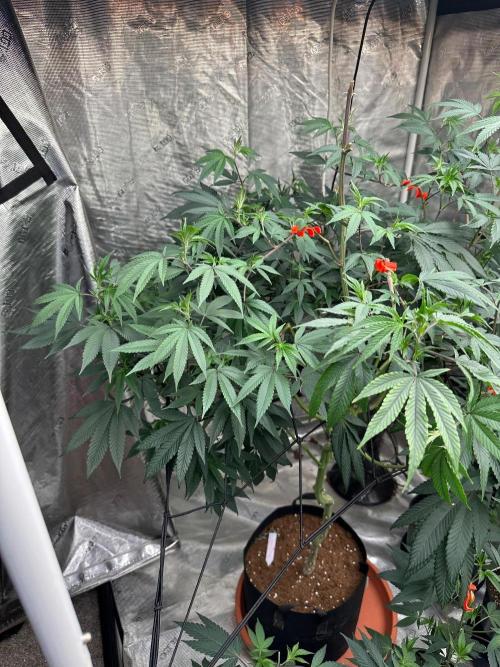Double Dunked. Week 10