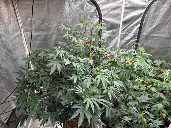 Double Dunked. Week 10
