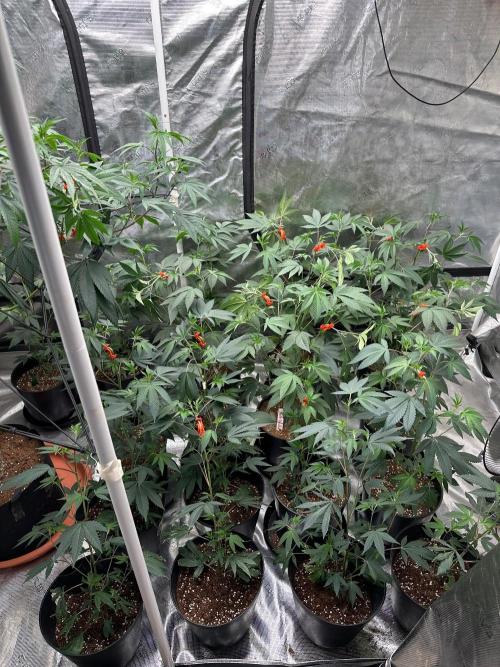 Double Dunked. Week 10