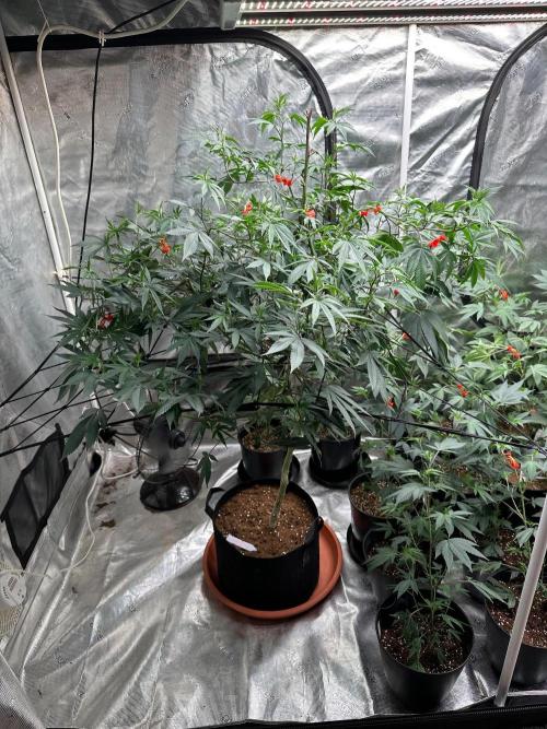 Double Dunked. Week 10