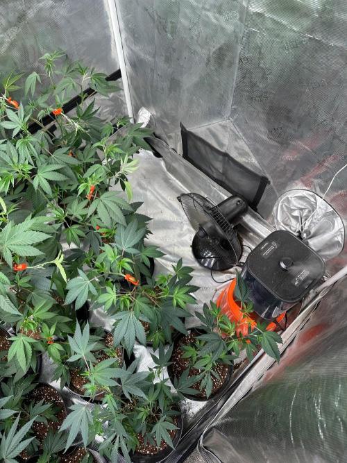 Double Dunked. Week 10