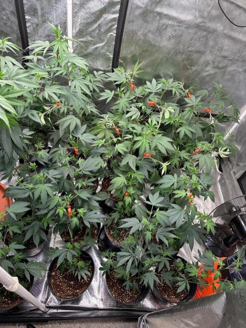 Double Dunked. Week 10