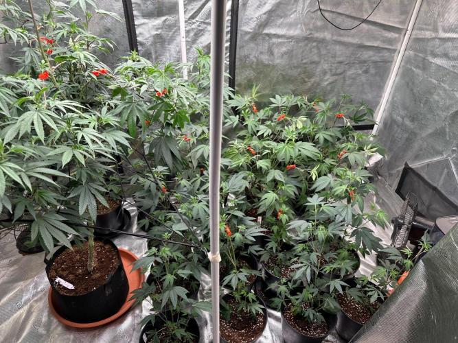 Double Dunked. Week 10