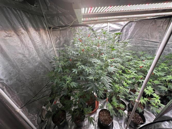 Double Dunked. Week 11