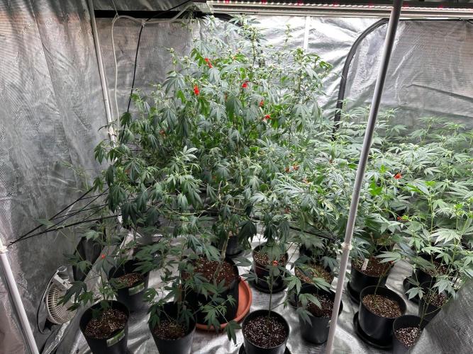 Double Dunked. Week 12