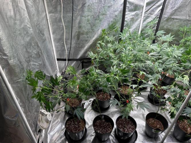 Double Dunked. Week 12