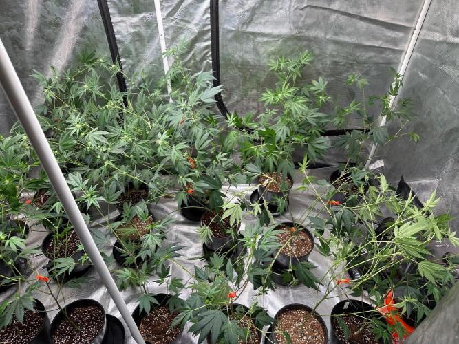Double Dunked. Week 12