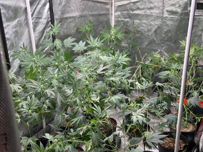 Double Dunked. Week 12