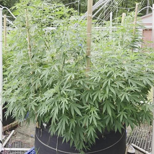 Blimburn Purple Star Killer Outdoor