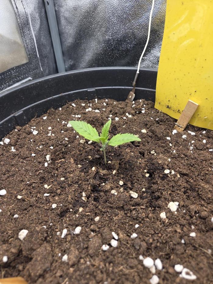 Mini setup. Week 2 - She is ok.