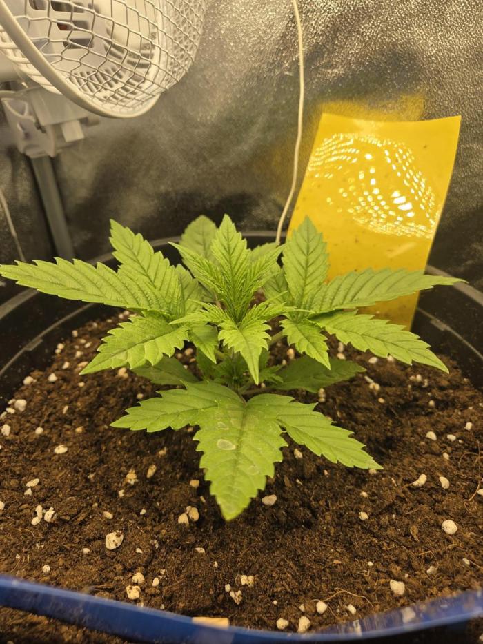 Mini setup. Week 3