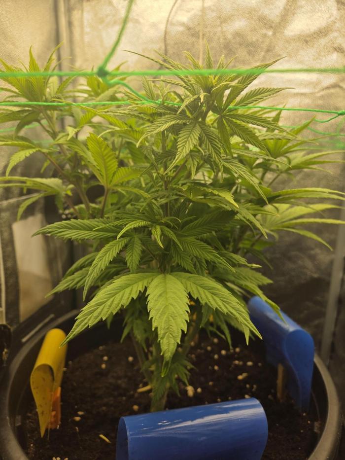 Mini setup. Week 6
