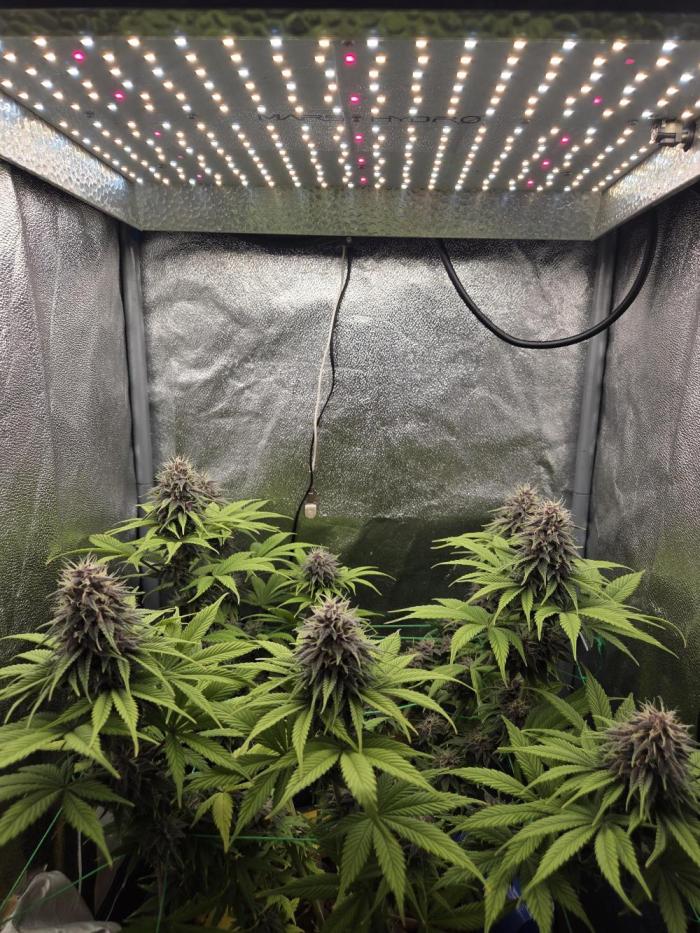 Mini setup. Week 9 - Sticky as hell